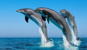 delfino avvistare viaggi en barca a Gran Canaria